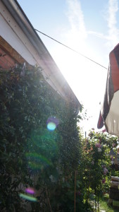 Orbmania_Garten_Ginkya_080615