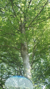 Spaziergang_DOBolmke_170714 (57)